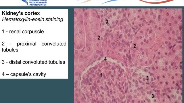 7 Urinary System