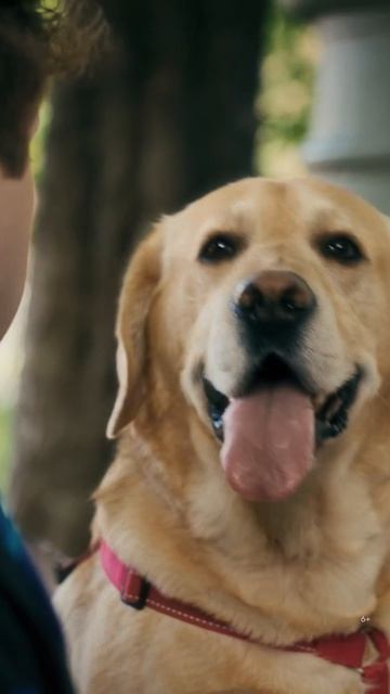 Собака — лучший друг человека 🐶
