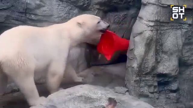 белый медведь!!! покорение соц сетей!!!