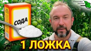 Брось ОДНУ ЛОЖКУ под куст — фитофтора исчезнет навсегда! 🪄 Теперь химию НЕЛЬЗЯ!