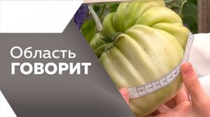 Область говорит №256