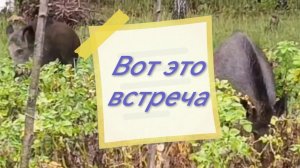 Нежданные гости: недалеко от Завидово в Тверской области