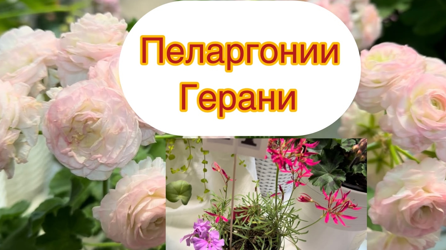 Пеларгония сортовые обзор выставка в Москве 2026