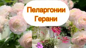 Пеларгония сортовые обзор выставка в Москве 2026