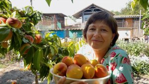 Солнечный Юг: персиковые запасы и новые постройки