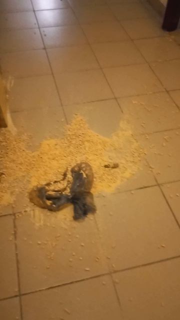 Вместо уборки на этаже, УК Стандарт в Новосибирске срет мне под дверь