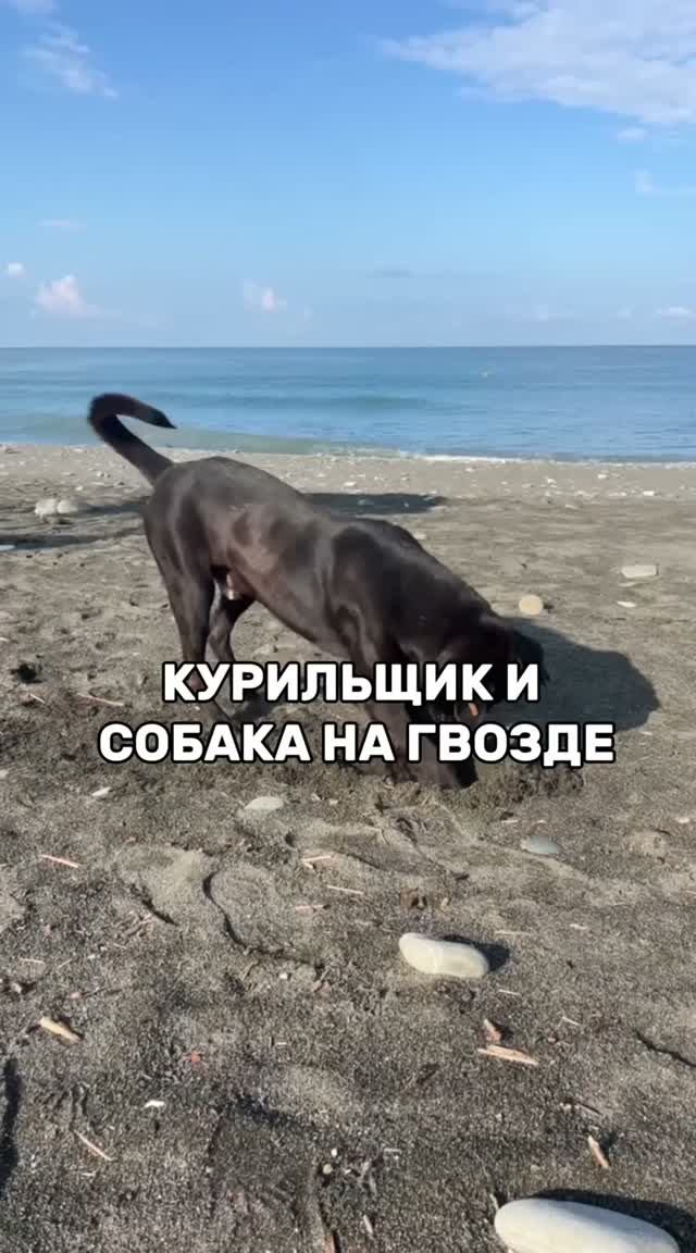 Курильщик и собака на гвозде