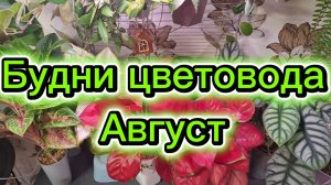 Будни цветовода: цветочный маркет, прогулка по саду, пересадки, обзор растений