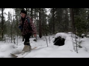 Стая волков. Первый день - добыча. Быт охотника.