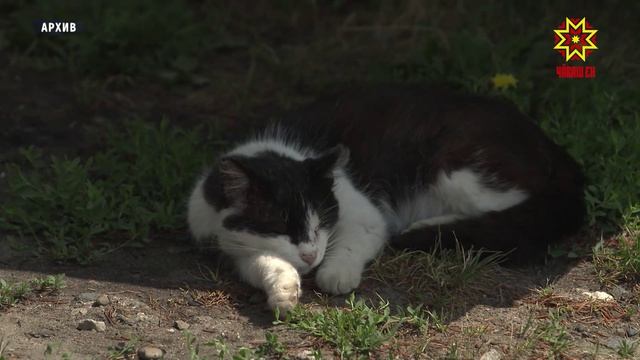 В Чебоксарах стартовала бесплатная вакцинация домашних животных от бешенства.