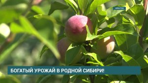 Персики и киви. Как удаётся укрощать капризные культуры в Сибири?