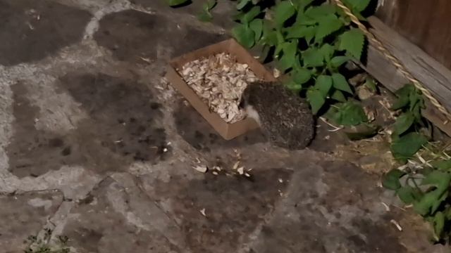 ночной охранник вернулся 13.08.26