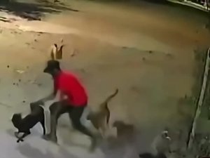 Мужчина отбивается от напавших собак