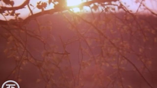 Имени Василия Андреева (1982)