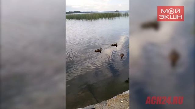 «Идут на штурм»: амурчанка показала уток, которые саботировали рыбалку ее мужа (ВИДЕО)