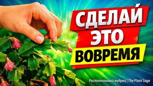 КОГДА И КАК ОБРЕЗАТЬ ДЕКАБРИСТ ПОСЛЕ ЦВЕТЕНИЯ 🌿  ОДИН ШАГ РЕШАЕТ ВСЕ