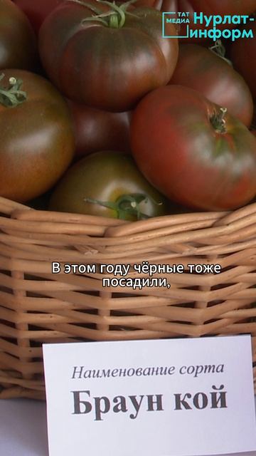 Раису Татарстана наши помидоры пришлись по душе!