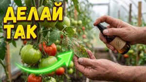 Урожай в августе Копеечная обработка заменит любую химию и вылечит болезни!