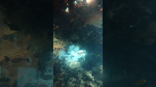 Живность в Красном море