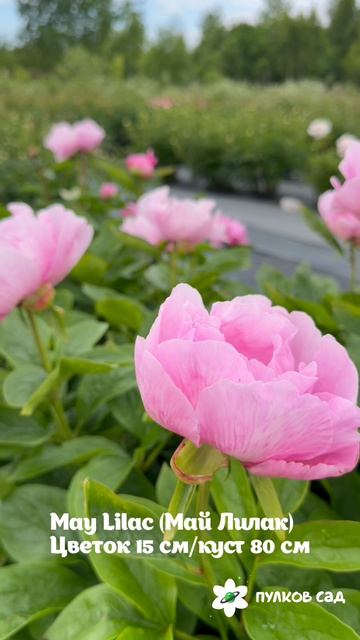 May Lilac Peony. Мэй Лилак пион. Пулков сад