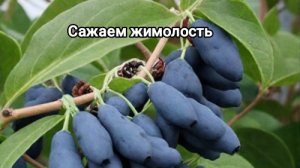 Сажаем жимолость