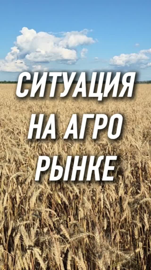Обстановка с зерном накаляется! Что будет дальше? #AUM #YogaFerma #сельскоехозяйство #фермер #земля