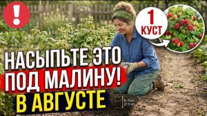 В АВГУСТЕ СДЕЛАЙТЕ ЭТО С МАЛИНОЙ - И ОНА ЗАВАЛИТ ЯГОДАМИ В СЛЕДУЮЩЕМ ГОДУ