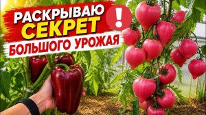 ИЗ-ЗА ЭТОГО И УРОЖАЙ БОЛЬШОЙ! Уверена, вы тоже так сделаете!