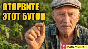ОТОРВИТЕ этот бутон у перца в июне! Иначе минус четверть урожая!