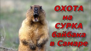 Охота на сурка в Самарской области 2026. Выезд второй