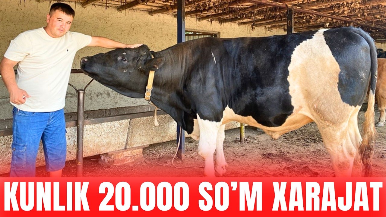 BUQA BOQISH SIRLARI 2026, DAROMAD QANCHA? YEMLASH VA SEMIRTIRISH