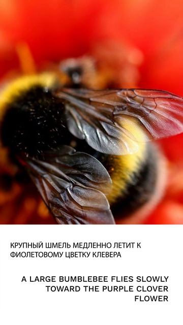 Шмель