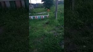 Доброго ночи!