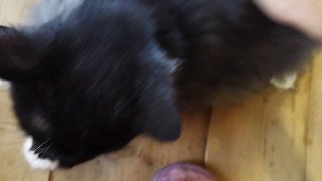 МИШКА 😻😻😻ОЧЕНЬ УСТАЛ 😁😁😁И КАК ВСЕГДА ХОЧЕТ КУШАТЬ 🤪🤪🤪#кот#веселыекоты