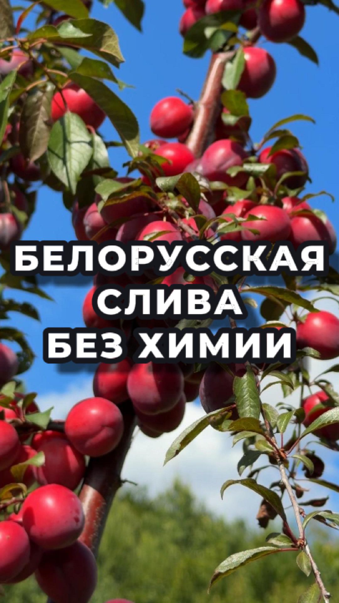 Белорусская слива без хлопот! 🇧🇾🔥