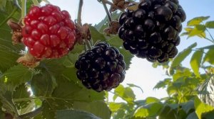 ПРИЯТНЫЕ МОМЕНТЫ МОЕГО РАННЕГО УТРА 🌞🌺13-08-2026