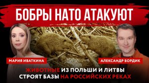 Бобры НАТО атакуют. Животные из Польши и Литвы строят базы на российских реках