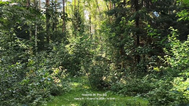 Подмосковный лес, август 🌳🌲☀️🌳🌲 10.08.2026