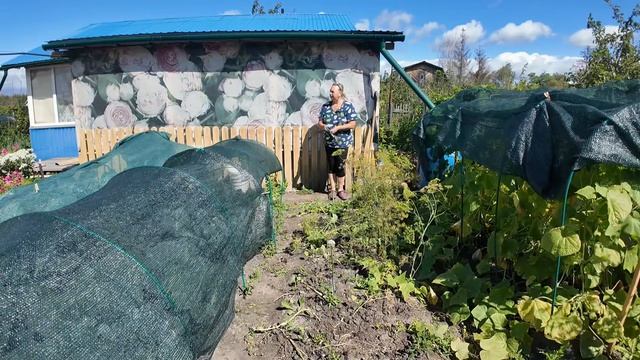 Сварила суп, поехала на дачу, а лук вырос — один смех