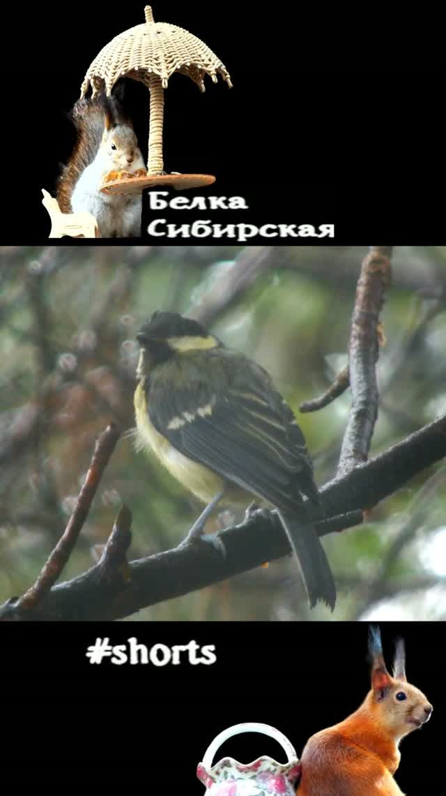 Синичка под дождем не пропадет