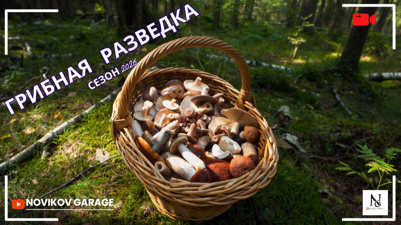 Грибная разведка 13 августа 2026. Всеволожский район.