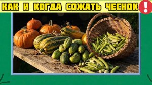 Чеснок УДИВИТ размером головки, а решают всё три недели в августе!