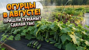 Огурцы в Августе в открытом грунте заплодоносят с новой силой, сделайте так!