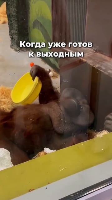 Как же мы тебя понимаем, Билл...