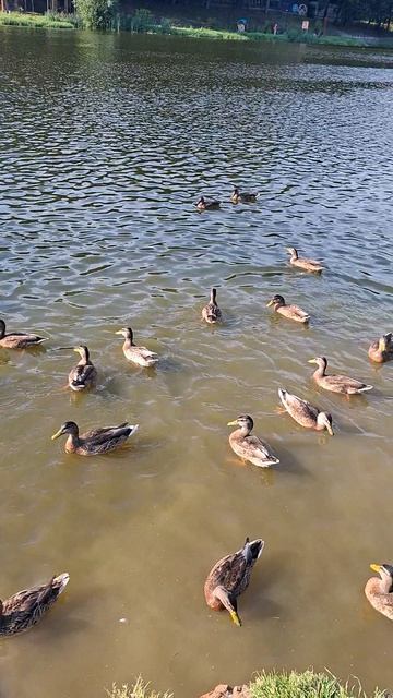 Покормили уток 🦆 #утка #утки #уточка #уточки #птицы #пруд #городскойпруд #деревня #жизньвдеревне