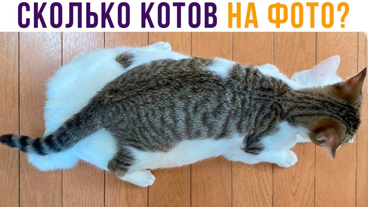 СКОЛЬКО КОТОВ НА ФОТО?)) Приколы с котами