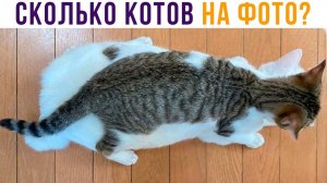СКОЛЬКО КОТОВ НА ФОТО?)) Приколы с котами