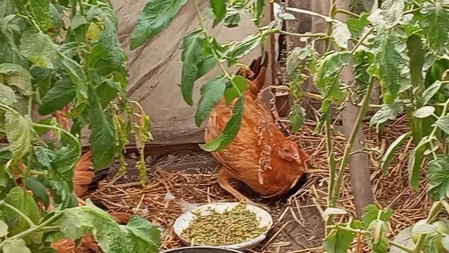 Полтавский петушок 😢А началось то с хромоты... На болезнь Марэка не похоже, даже страшно подумать.