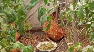 Полтавский петушок 😢А началось то с хромоты... На болезнь Марэка не похоже, даже страшно подумать.