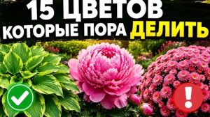 Делим многолетники в Августе: 15 цветов для омоложения клумбы + Главные ошибки!